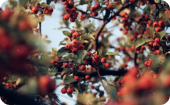 Árbol con frutos rojos