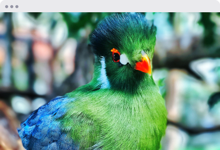 Ave verde